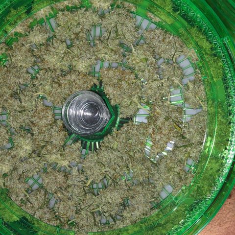 Space Queen growlog timeline photo