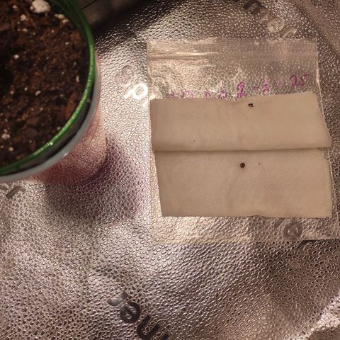 Space Queen growlog timeline photo