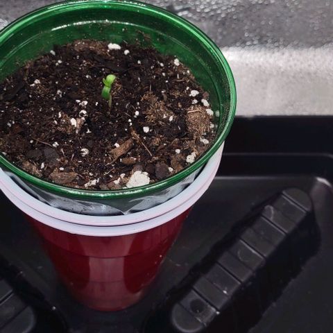 Space Queen growlog photo: The Queen has broken dirt today 