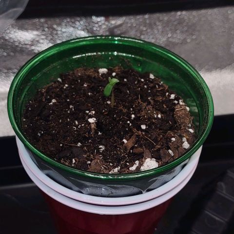 Space Queen growlog timeline photo