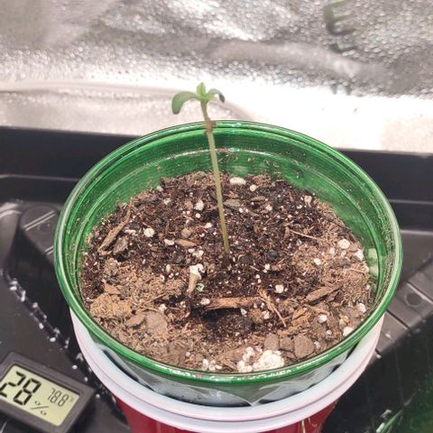 Space Queen growlog timeline photo