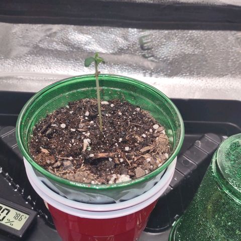 Space Queen growlog timeline photo