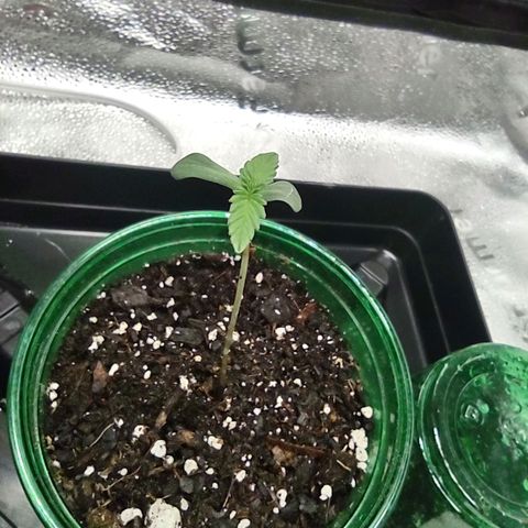 Space Queen growlog timeline photo