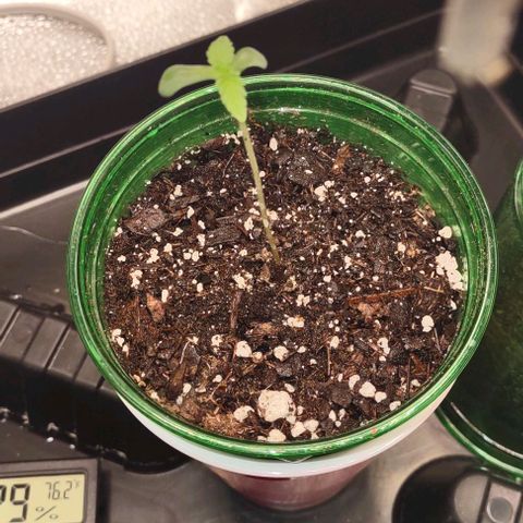 Space Queen growlog timeline photo