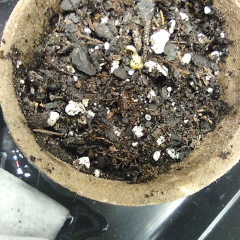Space Queen  growlog photo: We have 3 Queens going at once with one being about 5 days older 