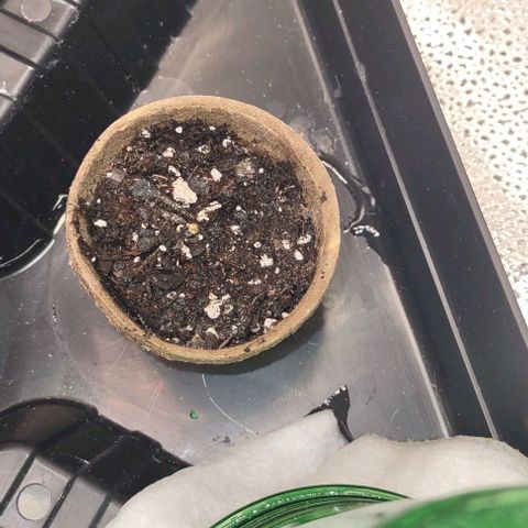 Space Queen  growlog photo: We have 3 Queens going at once with one being about 5 days older 