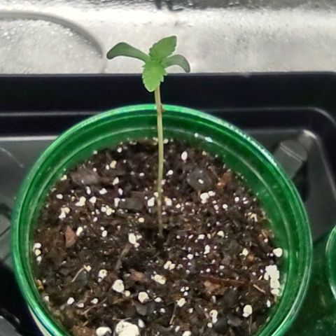 Space Queen growlog timeline photo