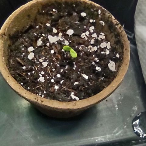 Space Queen  growlog timeline photo