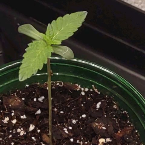 Space Queen growlog timeline photo