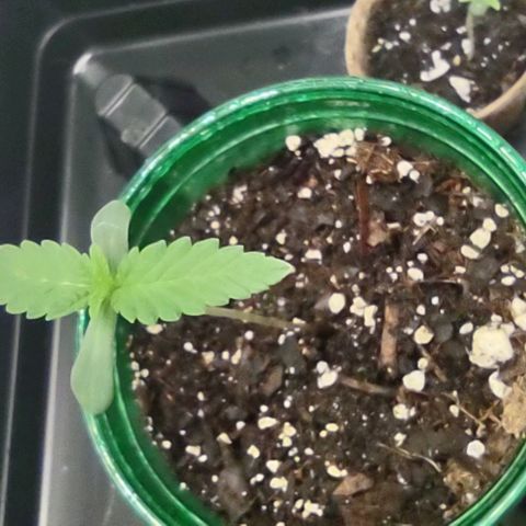 Space Queen growlog timeline photo