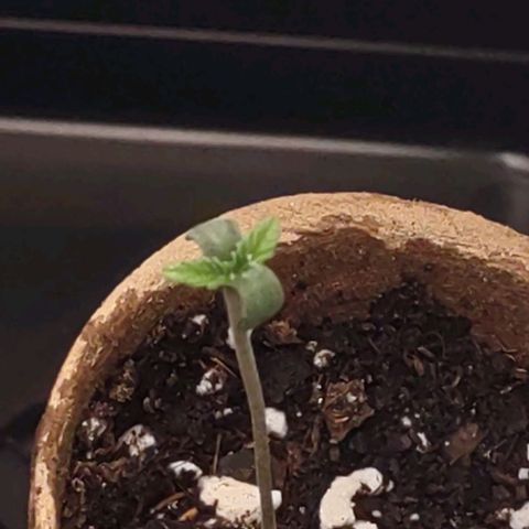 Space Queen  growlog photo: Both are doing good one is stronger then the other 