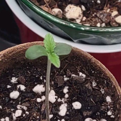 Space Queen  growlog photo: Both are doing good one is stronger then the other 