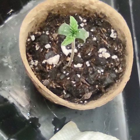 Space Queen  growlog timeline photo