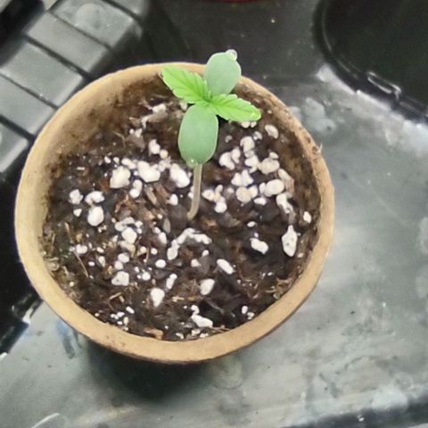 Space Queen  growlog timeline photo
