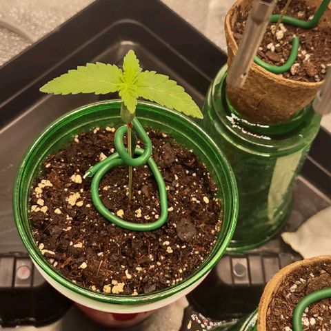 Space Queen growlog timeline photo