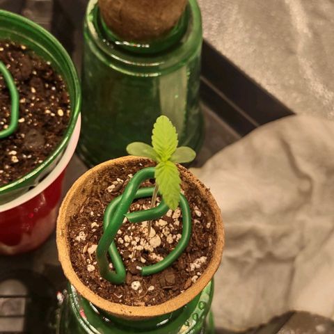 Space Queen  growlog timeline photo