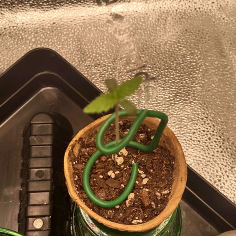 Space Queen  growlog timeline photo