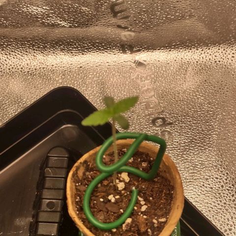Space Queen  growlog timeline photo