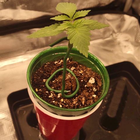 Space Queen growlog timeline photo