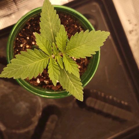 Space Queen growlog timeline photo