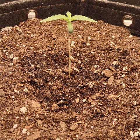 Space Queen  growlog timeline photo
