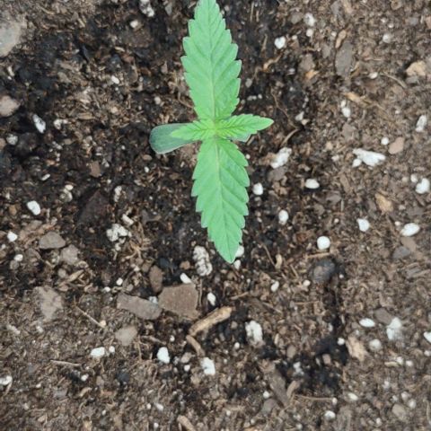 Space Queen  growlog timeline photo