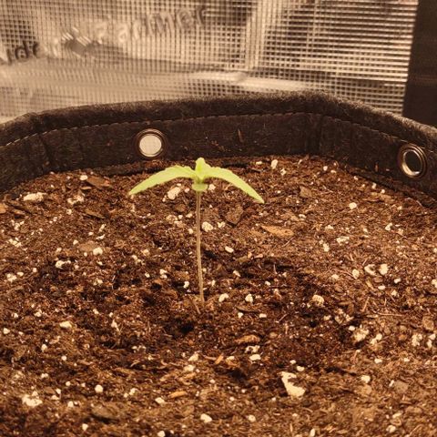 Space Queen  growlog timeline photo