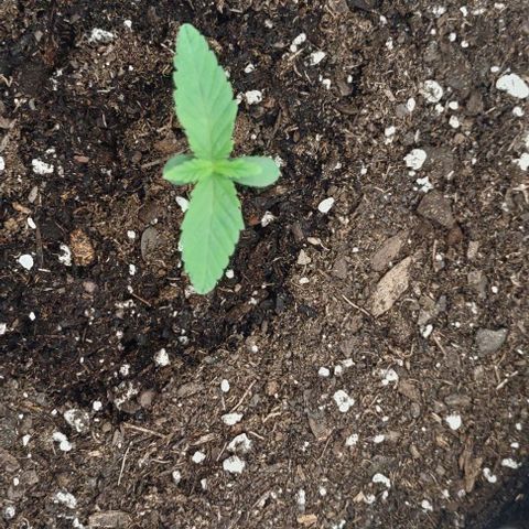 Space Queen  growlog timeline photo