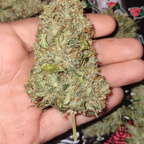 Super Skunk growlog timeline photo