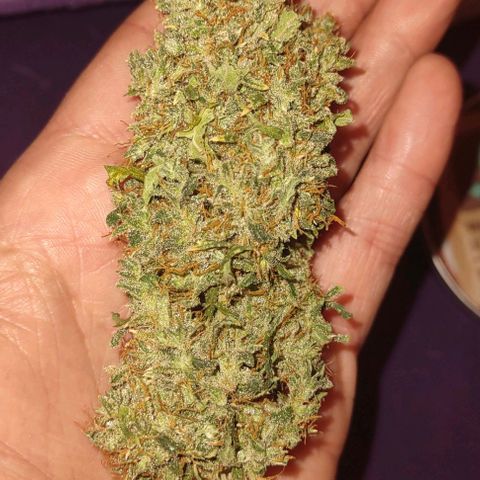 Super Skunk growlog timeline photo