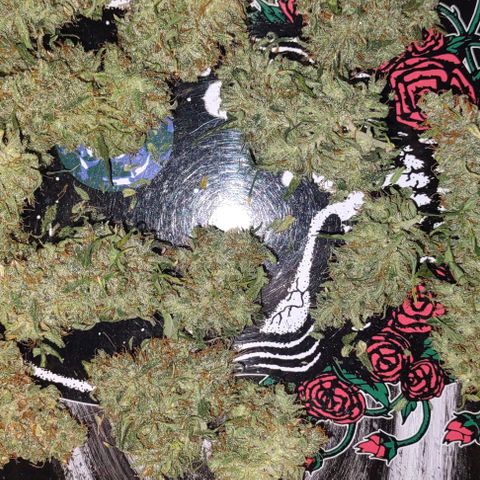 Super Skunk growlog timeline photo
