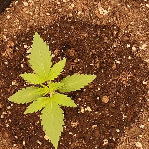Space Queen  growlog timeline photo