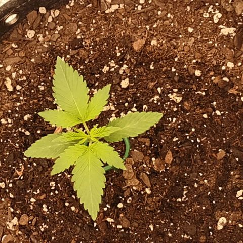 Space Queen  growlog timeline photo
