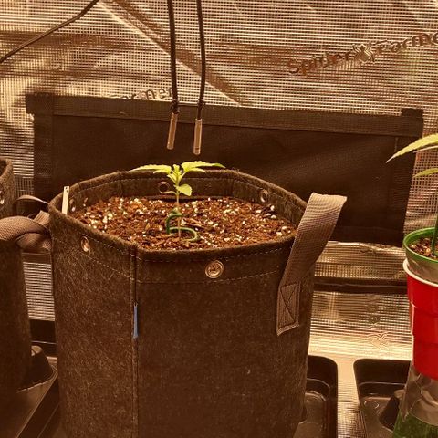 Space Queen  growlog timeline photo