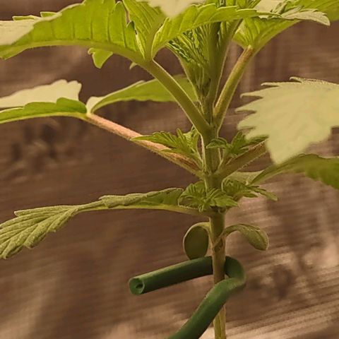 Space Queen growlog timeline photo