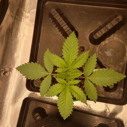 Space Queen growlog timeline photo