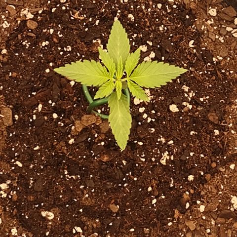 Space Queen  growlog timeline photo