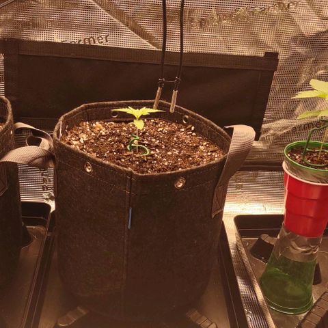 Space Queen  growlog timeline photo