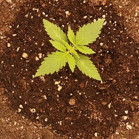 Space Queen  growlog timeline photo