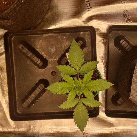 Space Queen growlog timeline photo