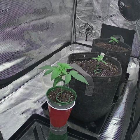 Space Queen growlog timeline photo