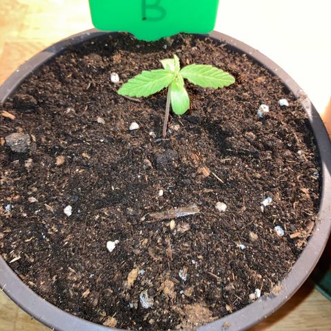 Bubble Kush Automatic growlog timeline photo
