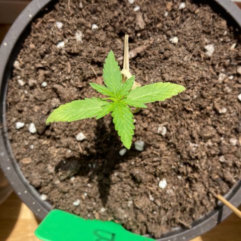 Bubble Kush Automatic growlog timeline photo