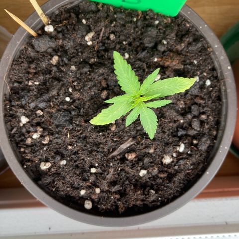 Bubble Kush Automatic growlog timeline photo