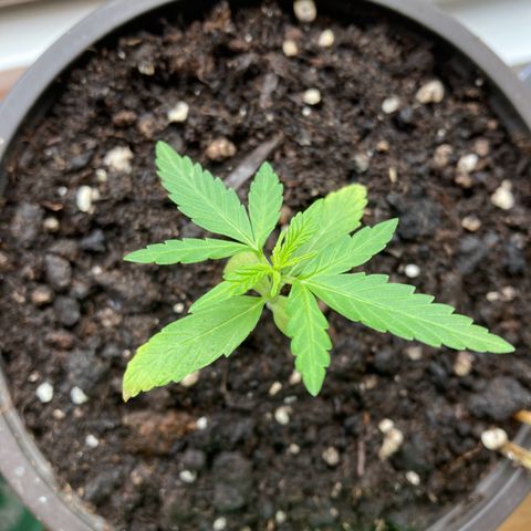Bubble Kush Automatic growlog timeline photo