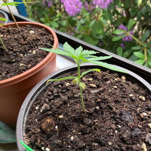 Bubble Kush Automatic growlog timeline photo