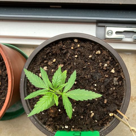Bubble Kush Automatic growlog timeline photo