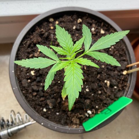 Bubble Kush Automatic growlog timeline photo