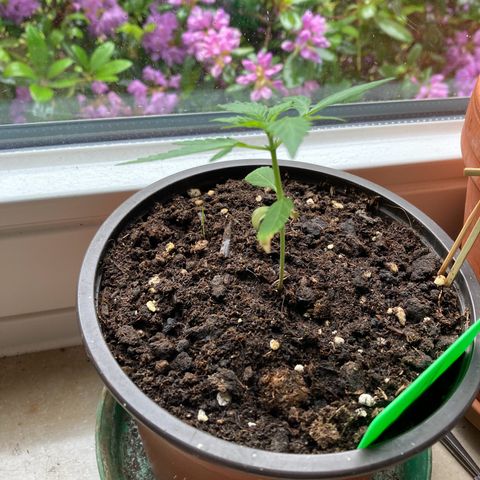 Bubble Kush Automatic growlog timeline photo