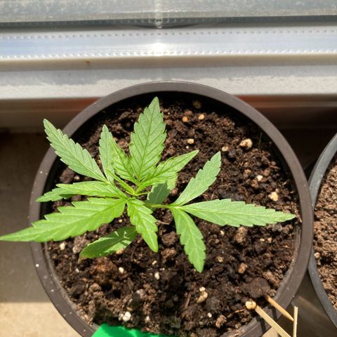 Bubble Kush Automatic growlog timeline photo